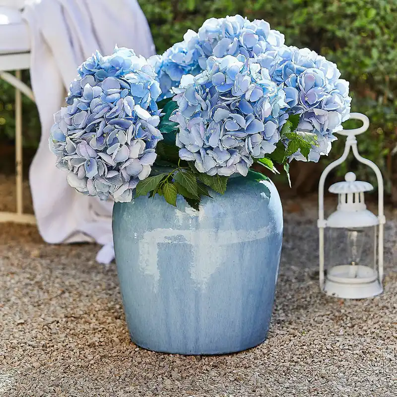 Kracherpreis Vase Uxemir