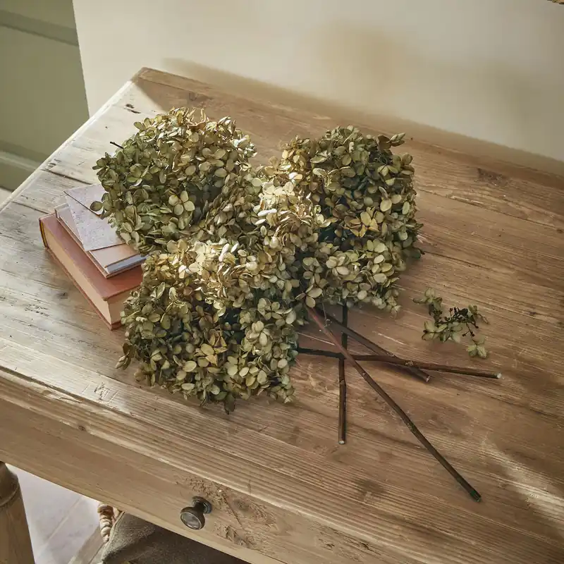 Geprüft Trockenblume 4er Set Brissonne