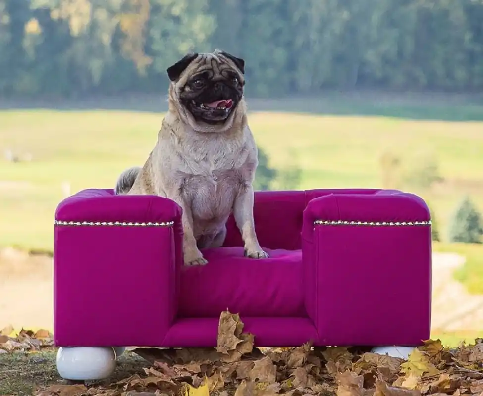 Casa Padrino letto per cani di lusso viola / bianco / viola 65 x 55 x A. 31 cm - Letto per cani rettangolare moderna con cuscino - Mobili per cani di lusso - Mobili per animali Rabatt