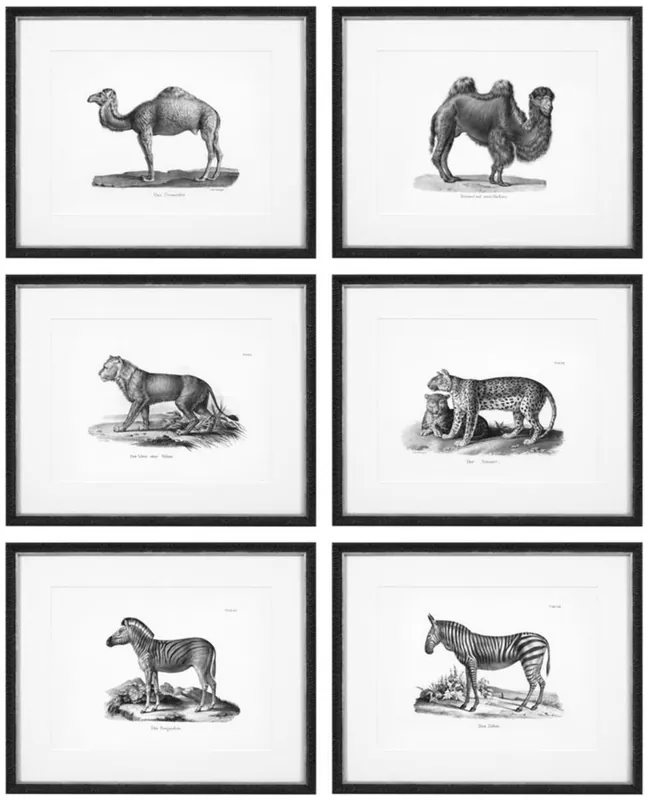 Casa Padrino Imágenes Conjunto de 6 Animales Históricos Negro / Blanco 53,5 x H. 43,5 - Impresiones de Arte de Lujo con Marco de Madera Schnäppchen