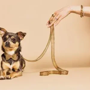 Geprüft Meomari Bandettini Gold Tone Dog Leash Hundeleine Gold