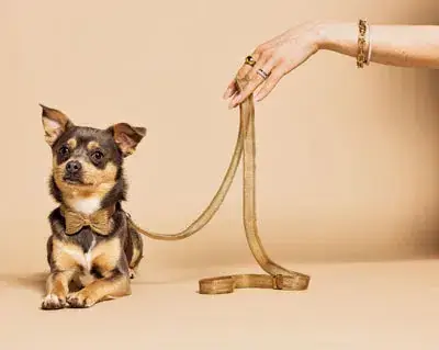 Geprüft Meomari Bandettini Gold Tone Dog Leash Hundeleine Gold